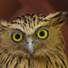 Buffy Fish-owl